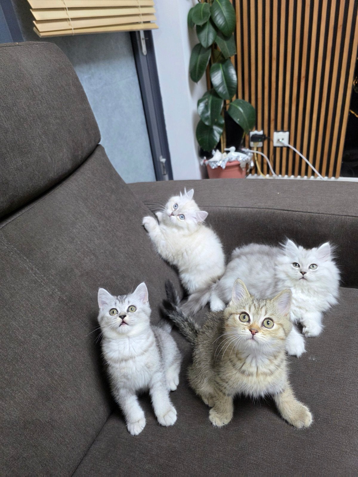 BKH BLH raszuiver100% brits, Dieren en Toebehoren, Katten en Kittens | Raskatten | Korthaar, Ontwormd