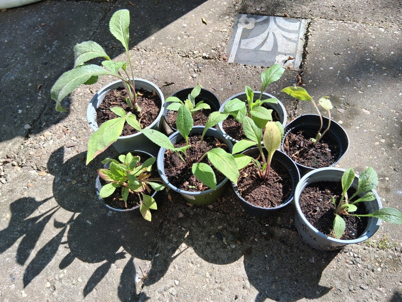 Vaste tuinplanten., Overige soorten, Vaste plant, Ophalen of Verzenden, Halfschaduw