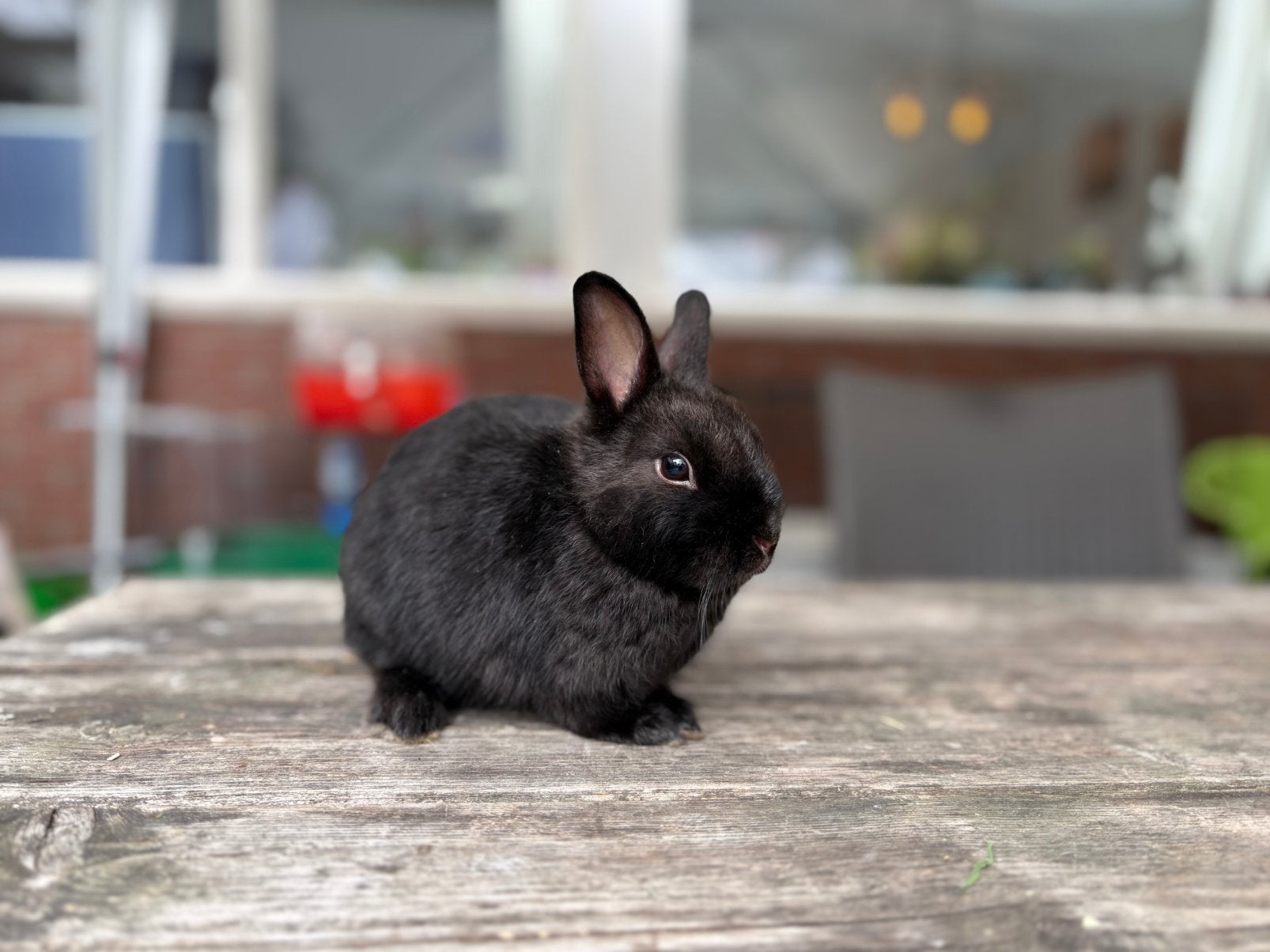Kleurdwerg satijn voedster, Dieren en Toebehoren, Konijnen, Vrouwelijk, Dwerg