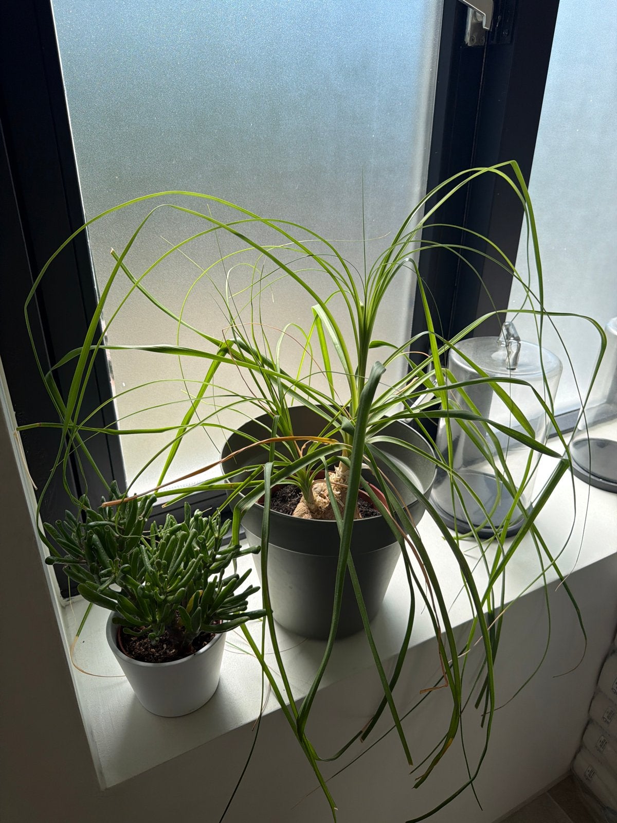 2 Kamerplanten met potten: Olifantspoot en Vetplant, Ophalen, Vetplant, Halfschaduw, In pot