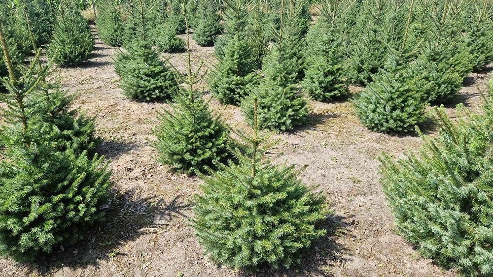 Kerstbomen Fijne blauwspar Omorika met Kluit40 cm–120 cm Pot, Overige soorten, Minder dan 100 cm, Zomer, Ophalen