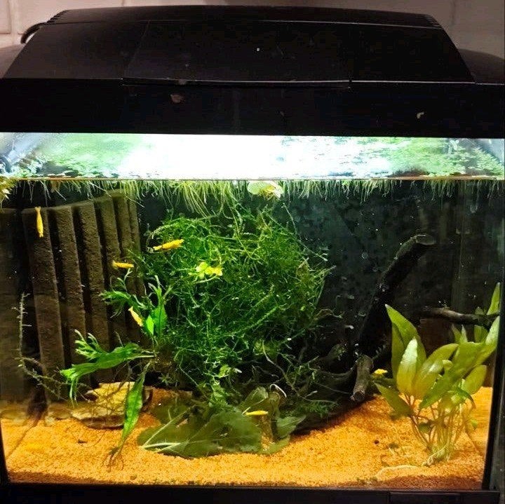 aquarium inclusief garnalen, Ophalen, Inclusief deksel, Zo goed als nieuw, Gevuld zoetwateraquarium
