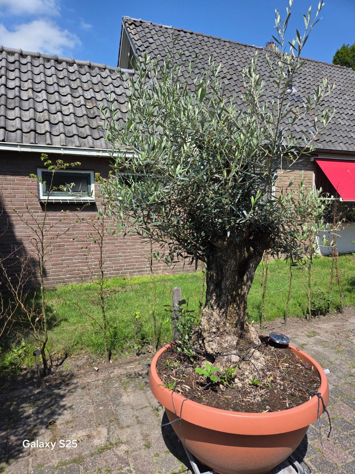 Prachtige, grote winterharde Bonsai olijfboom (incl. pot), Ophalen, Overige soorten, Halfschaduw