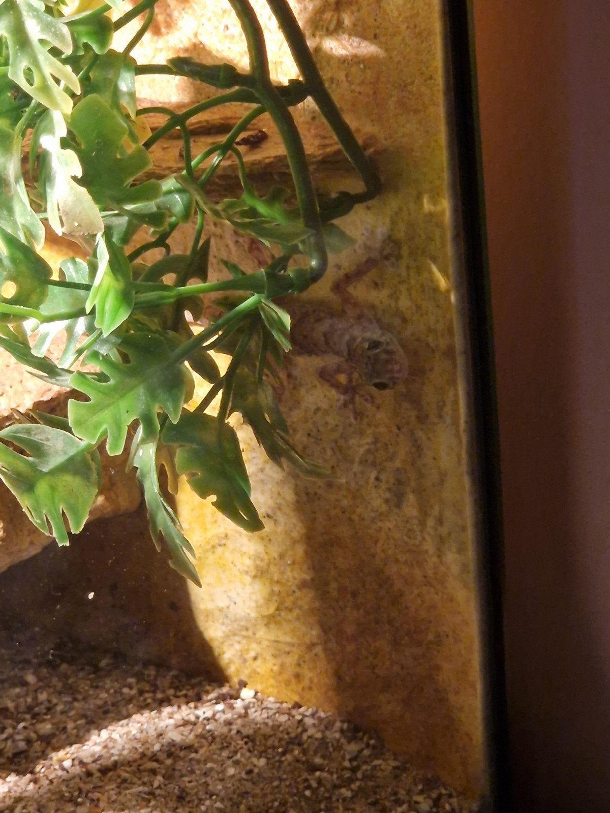 Ptyodactylus ragazzi voor Houten, Dieren en Toebehoren, Hagedis, 0 tot 2 jaar