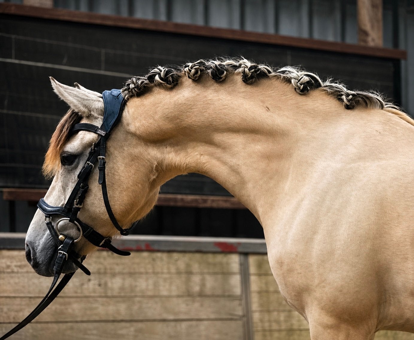 Super lieve en knappe kinderpony, Met stamboom, Ruin, Zadelmak, C pony (1.27m tot 1.37m)