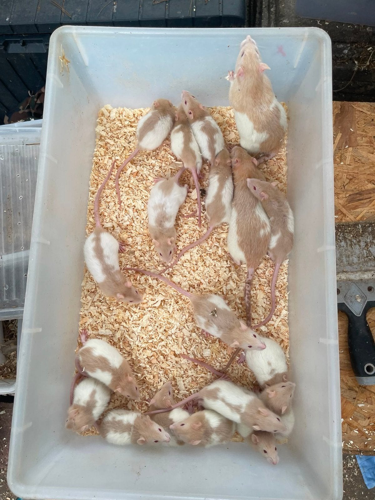 Jonge tamme  ratjes wit/ beige, Dieren en Toebehoren, Knaagdieren, Rat, Juli, Meerdere dieren, Tam