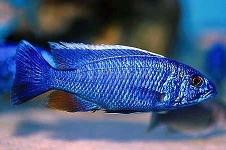 Malawi Cichliden: Sciaenochromis fryeri, Dieren en Toebehoren, Vissen | Aquariumvissen, Vis, Zoetwatervis