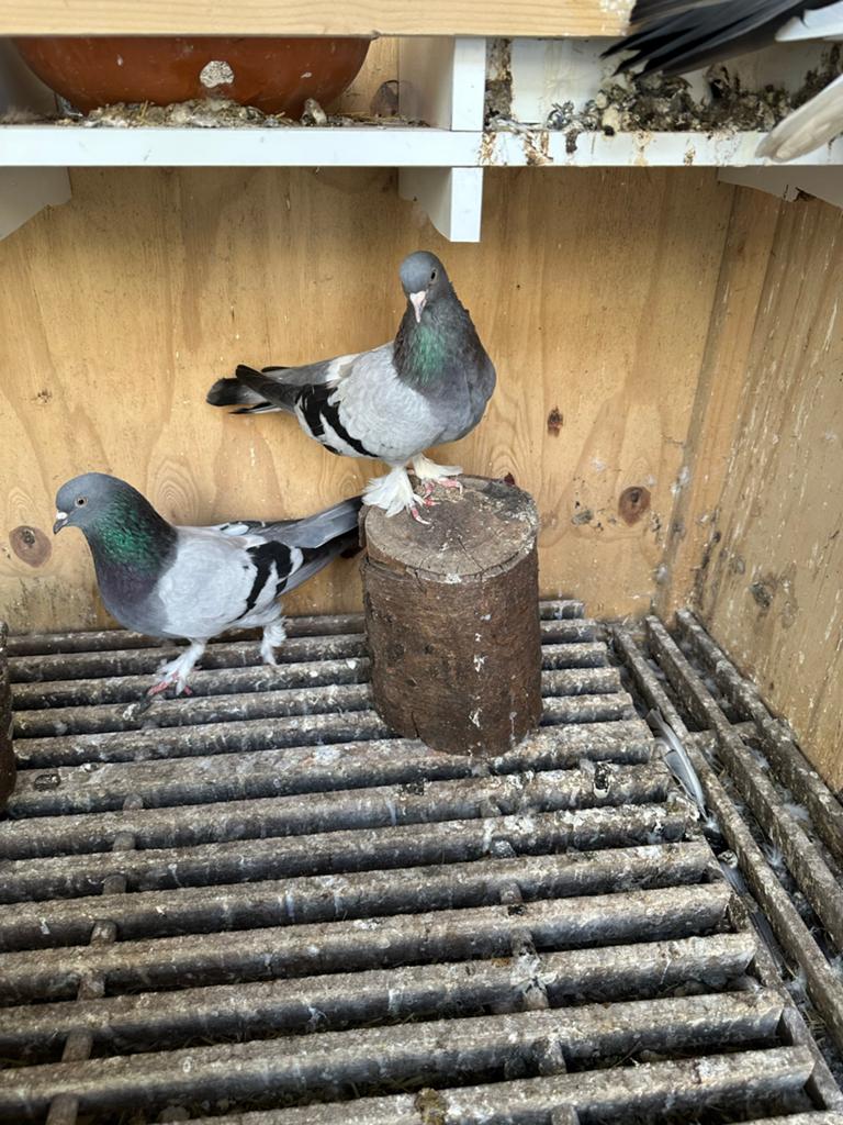 Takla Duiven Gratis Ophalen, Dieren en Toebehoren, Vogels | Duiven, Meerdere dieren, Overige soorten