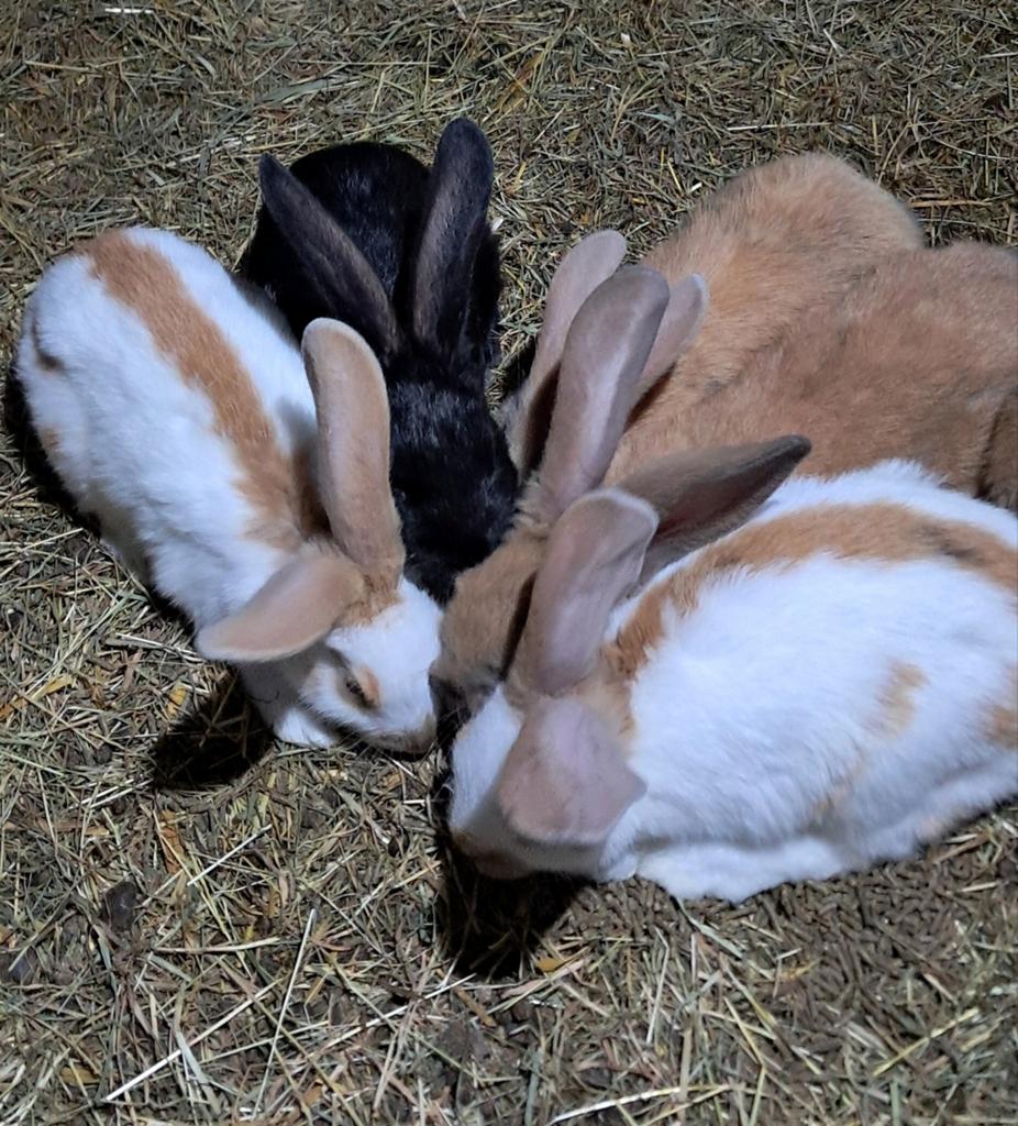 5 lotharinger konijnen, Dieren en Toebehoren, Konijnen, Meerdere dieren, Groot, 0 tot 2 jaar