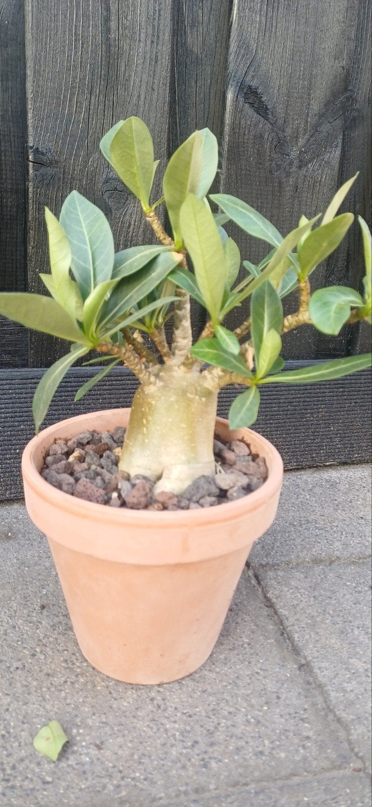 Adenium Obesum - Woestijnroos, Overige soorten, Volle zon, Vaste plant, Ophalen of Verzenden