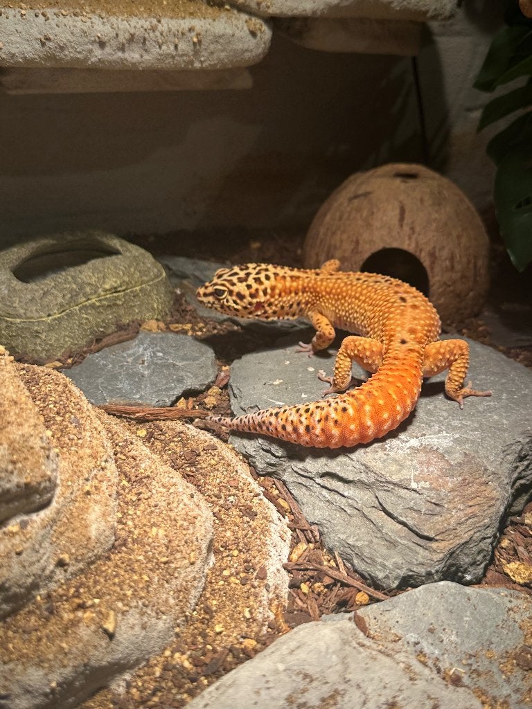 Luipaard gekko (eventueel met terrarium) Leopard Gecko photo 6
