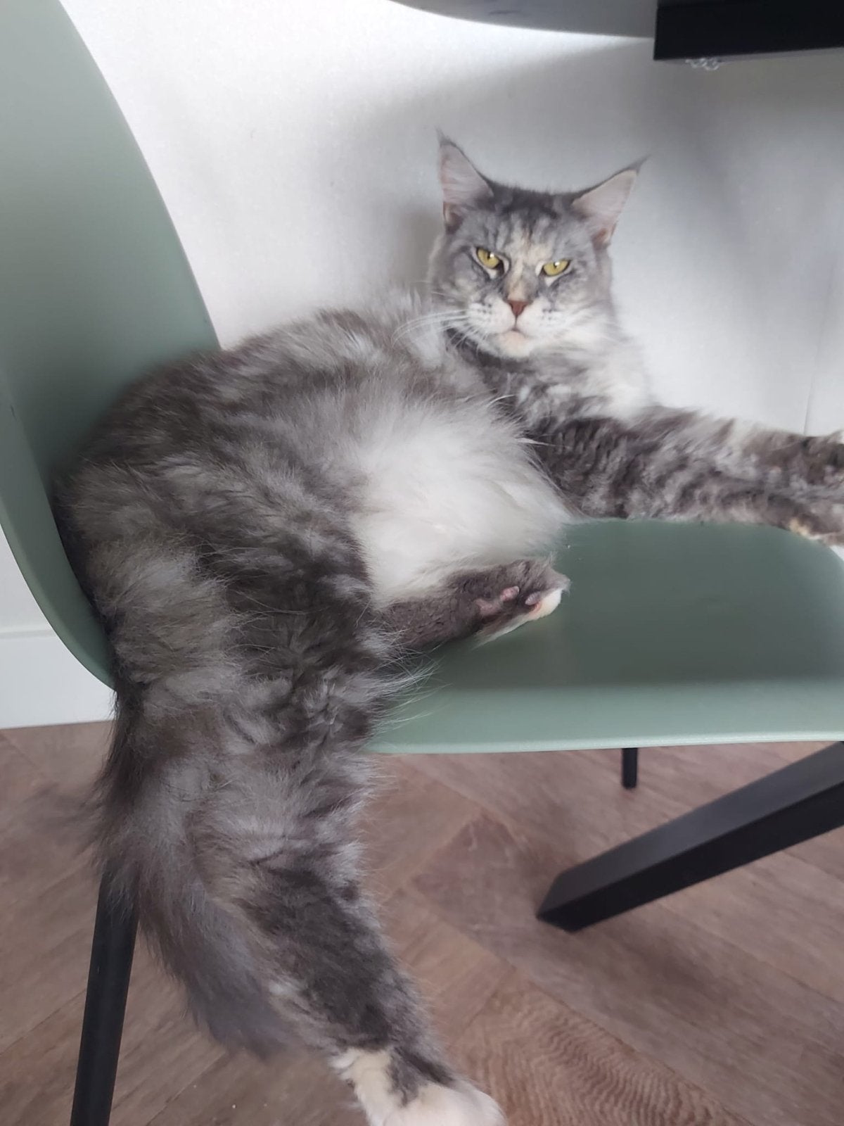 Maine coon  Poes