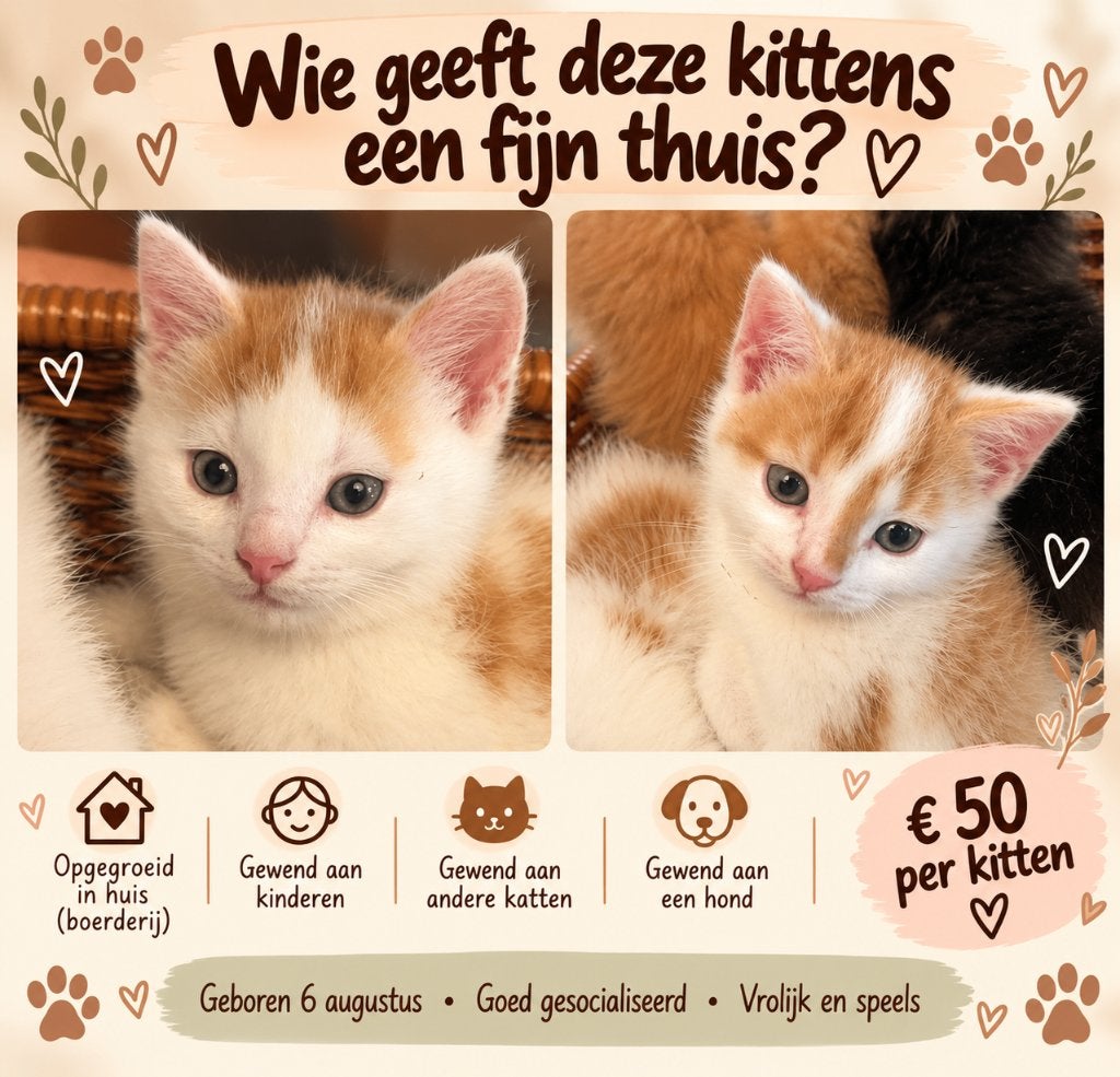 Lieve boerderij kittens zoeken een fijn thuis, Kater, 0 tot 2 jaar