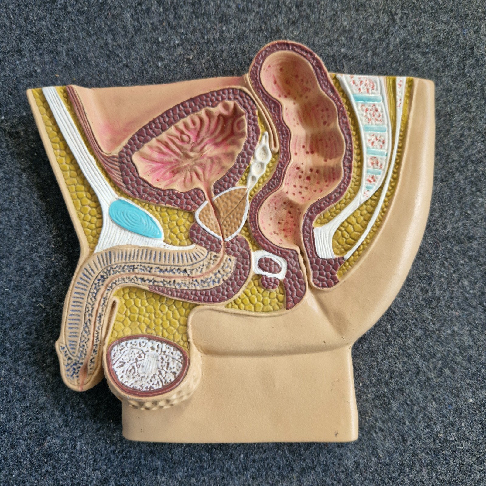 Anatomisch model mannelijk bekken doorsnede curiosa, Ophalen of Verzenden