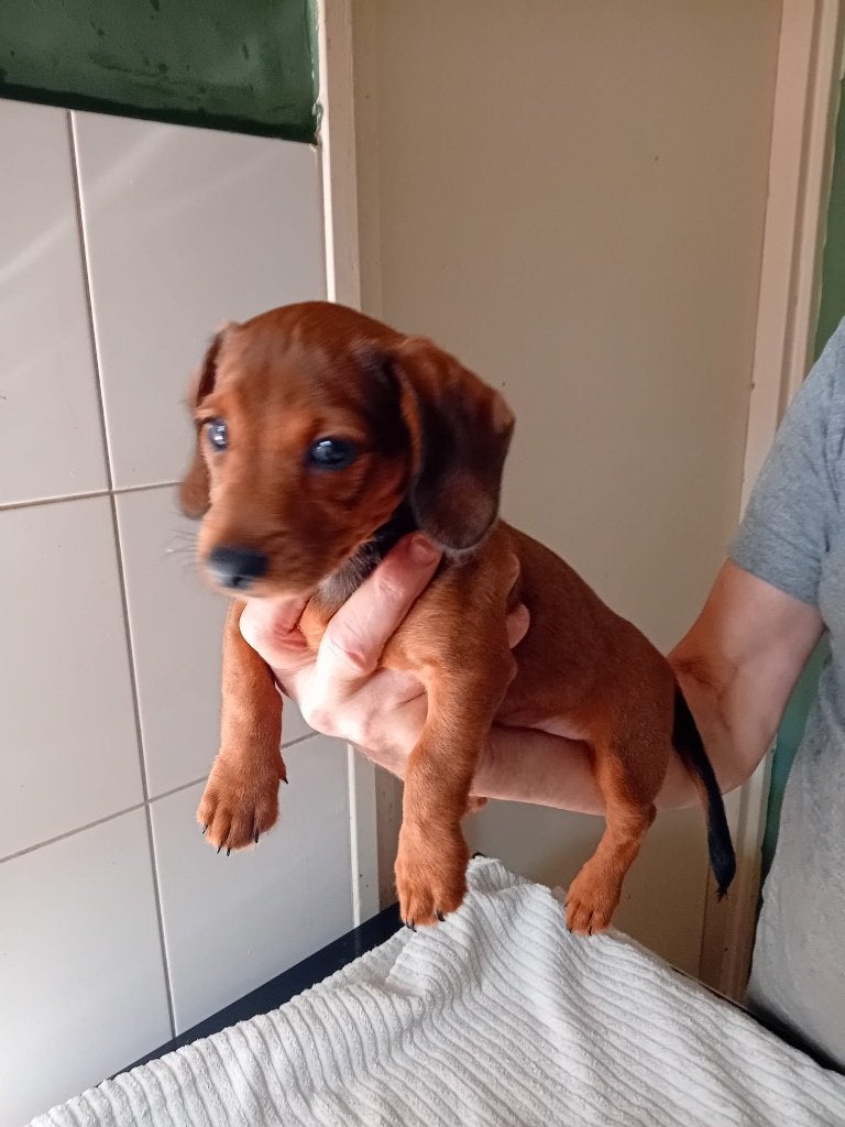 abradooles teckel  puppy 1 REUTJE, Nederland, 8 tot 15 weken, Eén hond, Reu