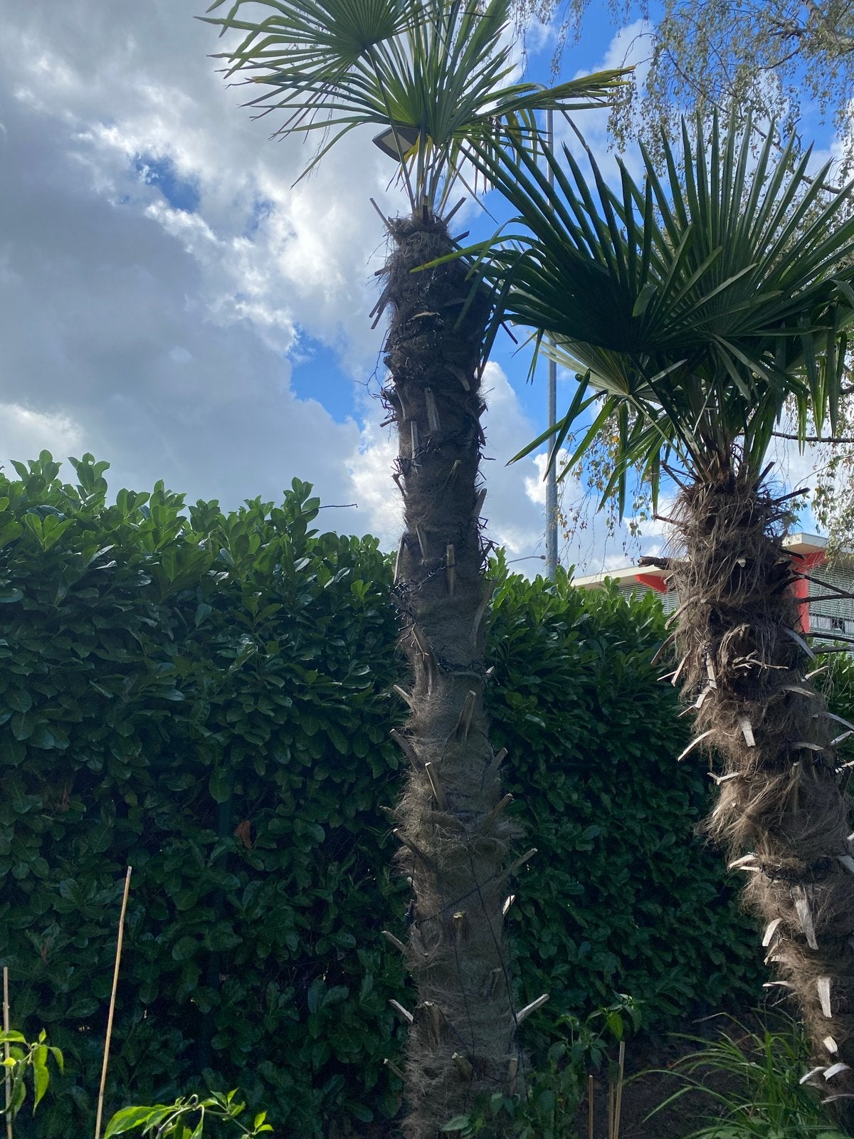 Grote Palmbomen - Trachycarpus Fortunei stam 260 cm, Volle zon, Vaste plant, Bloeit niet, Ophalen