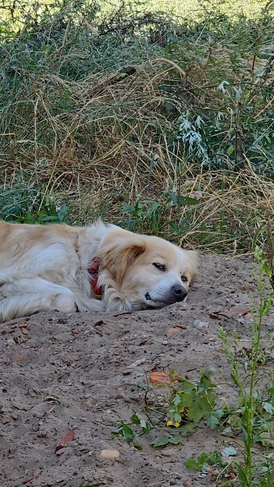 MARTY ZOEKT EINDELIJK ZIJN ECHTE FOREVER HOME 

Kij, Dieren en Toebehoren, Honden | Niet-rashonden, 6 jaar of ouder, Particulier