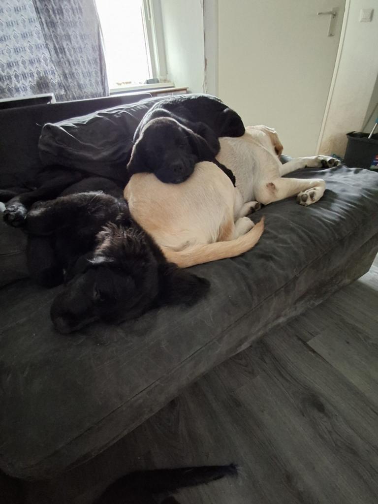 BOULAB PUPS, Dieren en Toebehoren, 8 tot 15 weken, Labrador retriever, Meerdere, Meerdere dieren