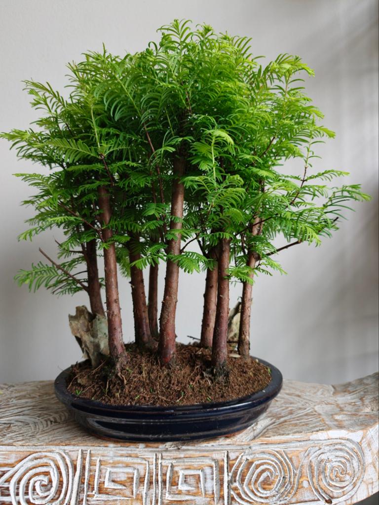 Metasequoia Bossage Bonsai, Bloeit niet, Halfschaduw, Minder dan 100 cm, Overige soorten