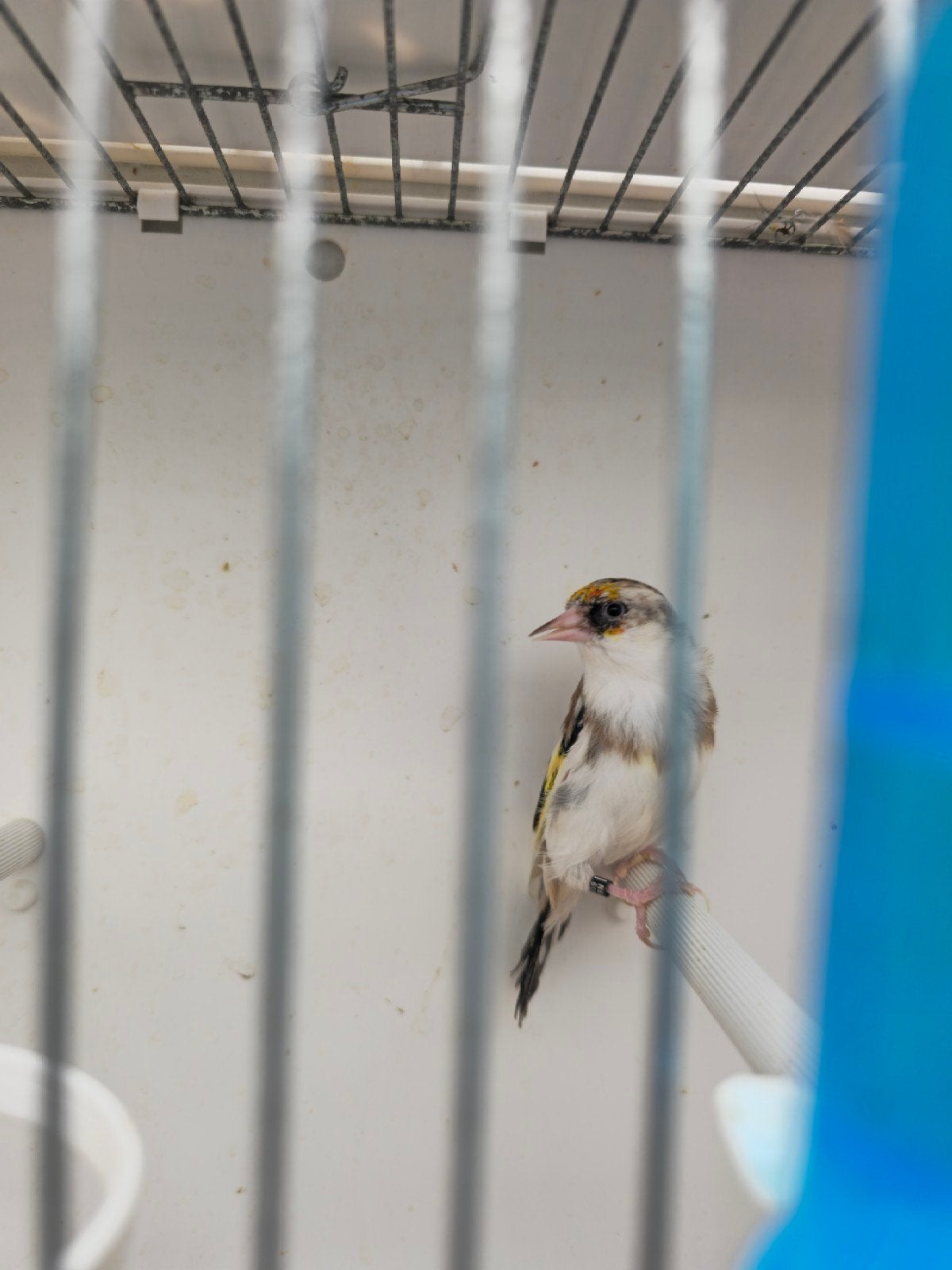 mooi kleine putter pop 2025, Vrouwelijk, Wildzangvogel, Geringd