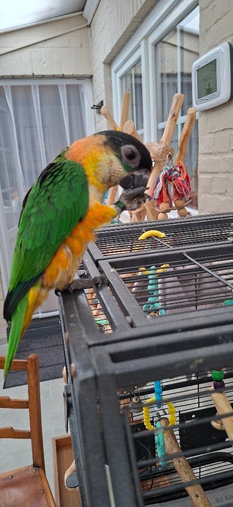 Tamme Zwartkop Caique's, Dieren en Toebehoren, Vogels | Parkieten en Papegaaien, Mannelijk, Dwergpapegaai of Agapornis, Geringd