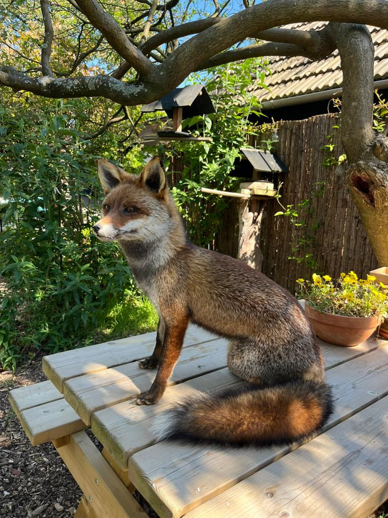 Opgezette vos / Taxidermie, Verzamelen, Dierenverzamelingen, Ophalen of Verzenden