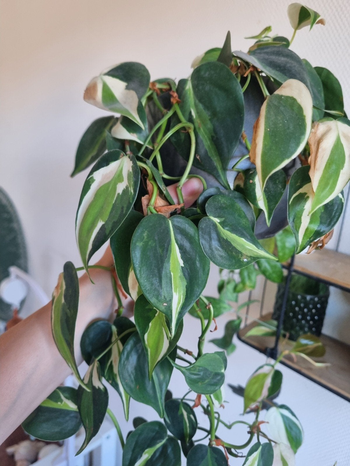 Philodendron cream splash, Huis en Inrichting, Kamerplanten, Overige soorten, In pot, Minder dan 100 cm, Groene kamerplant
