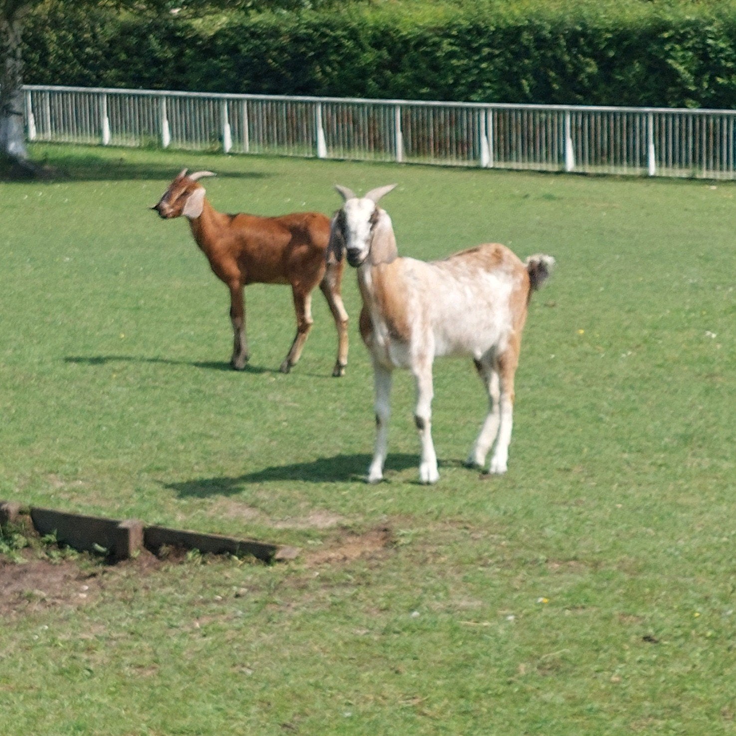 2 mooie 2 jarige nubische geiten, Vrouwelijk, Geit, 0 tot 2 jaar