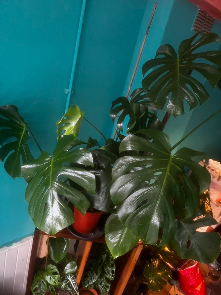 Monstera deliciosa stekjes, Ophalen of Verzenden, Halfschaduw, Minder dan 100 cm