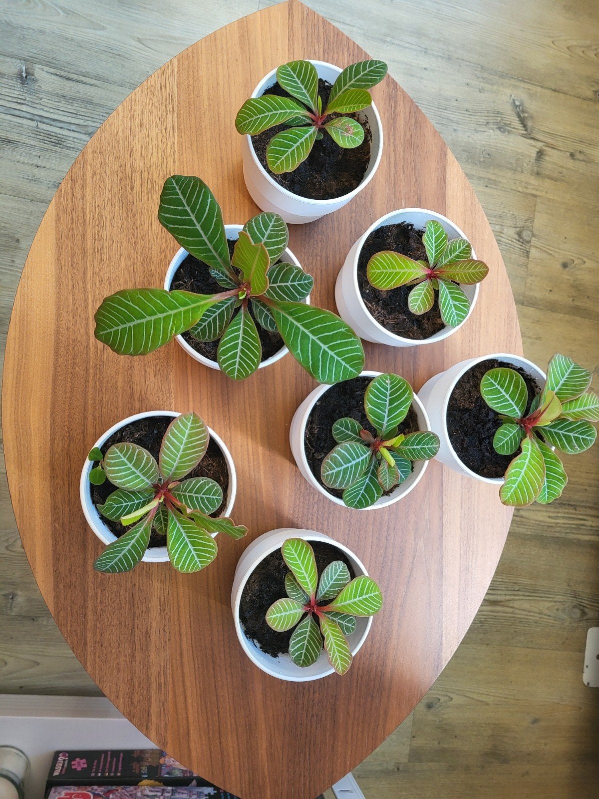 Madagascar Jewel stekjes in pot, Ophalen, Nieuw, Groen, Natuurlijk materiaal
