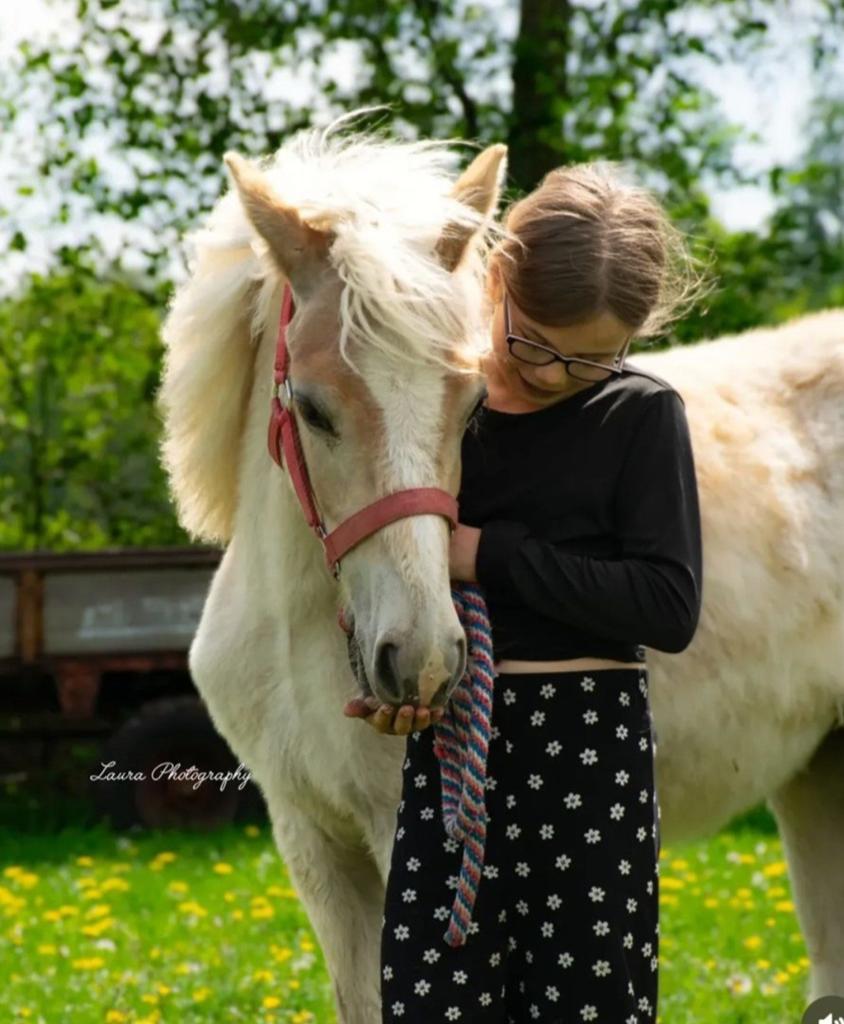 Super leuke welsh / en haflinger, Merrie