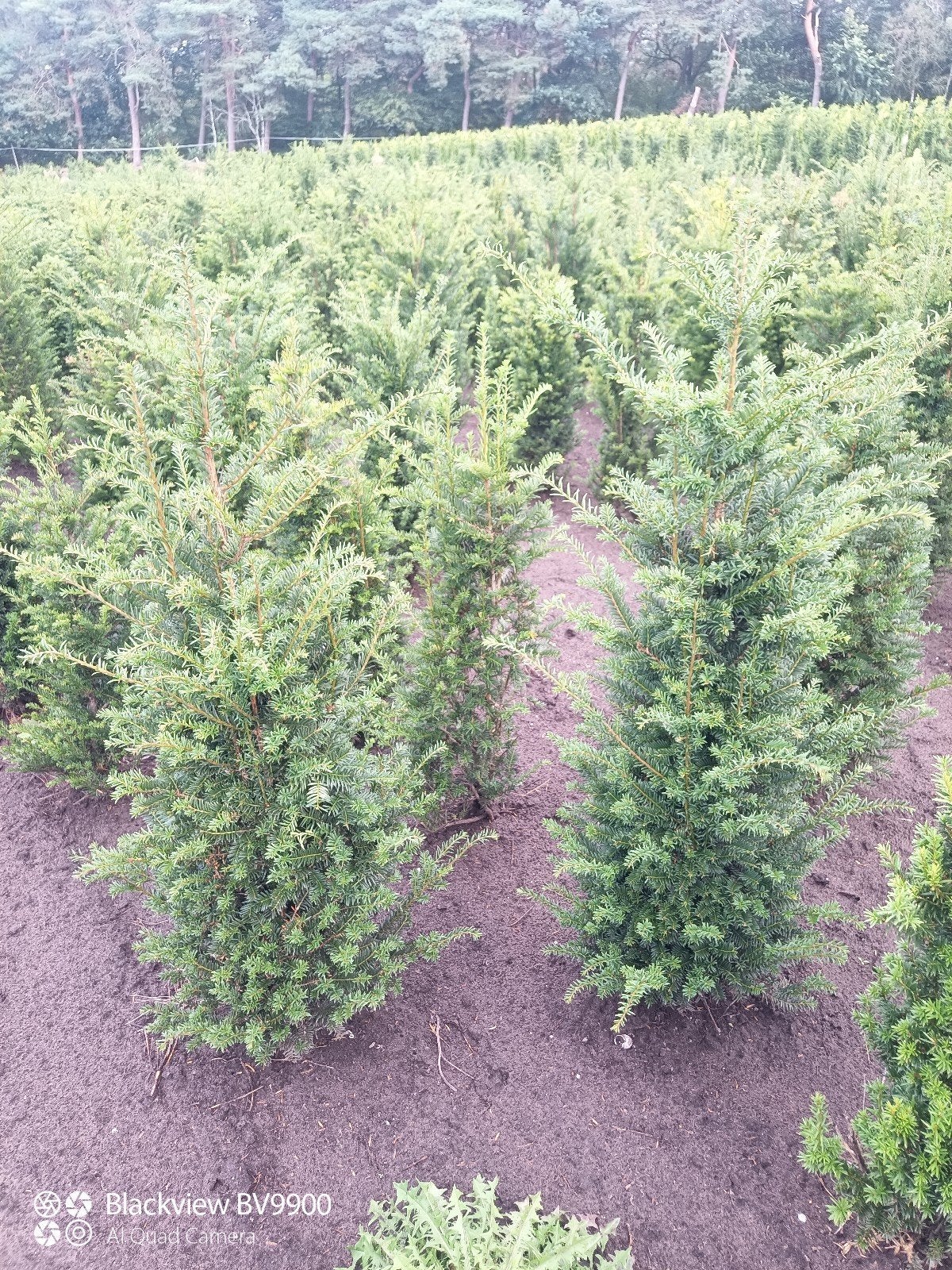 taxus baccata venijnboom haag planten 40 tot 160cm struiken, Ophalen of Verzenden, Taxus, Struik, Minder dan 100 cm