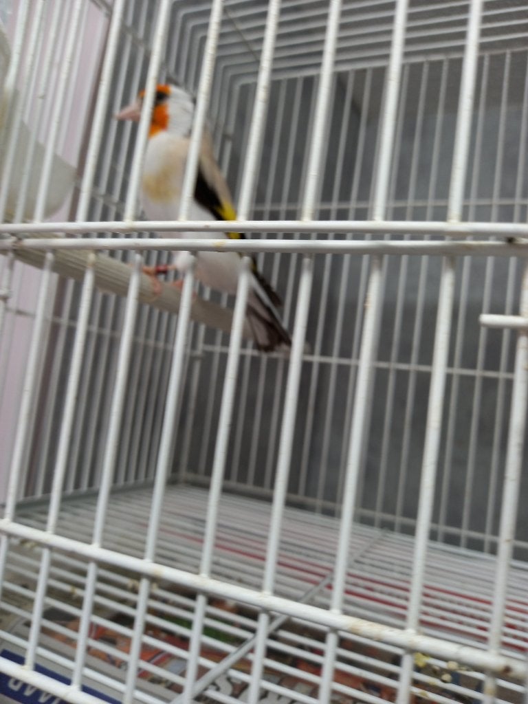 MAJOOR PUTTERS, Dieren en Toebehoren, Meerdere dieren, Wildzangvogel, Geringd