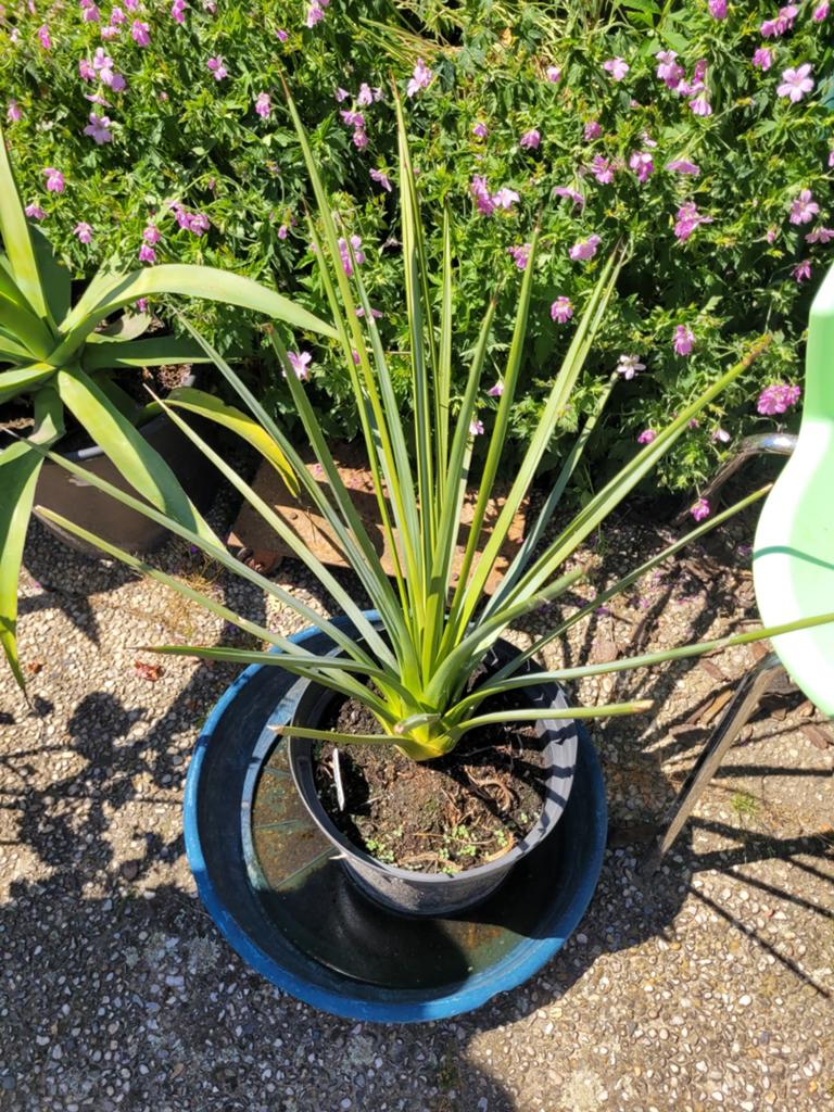 Agave Striata Falcata Sierra, Tuin en Terras, Ophalen, Bloeit niet, Overige soorten, Volle zon
