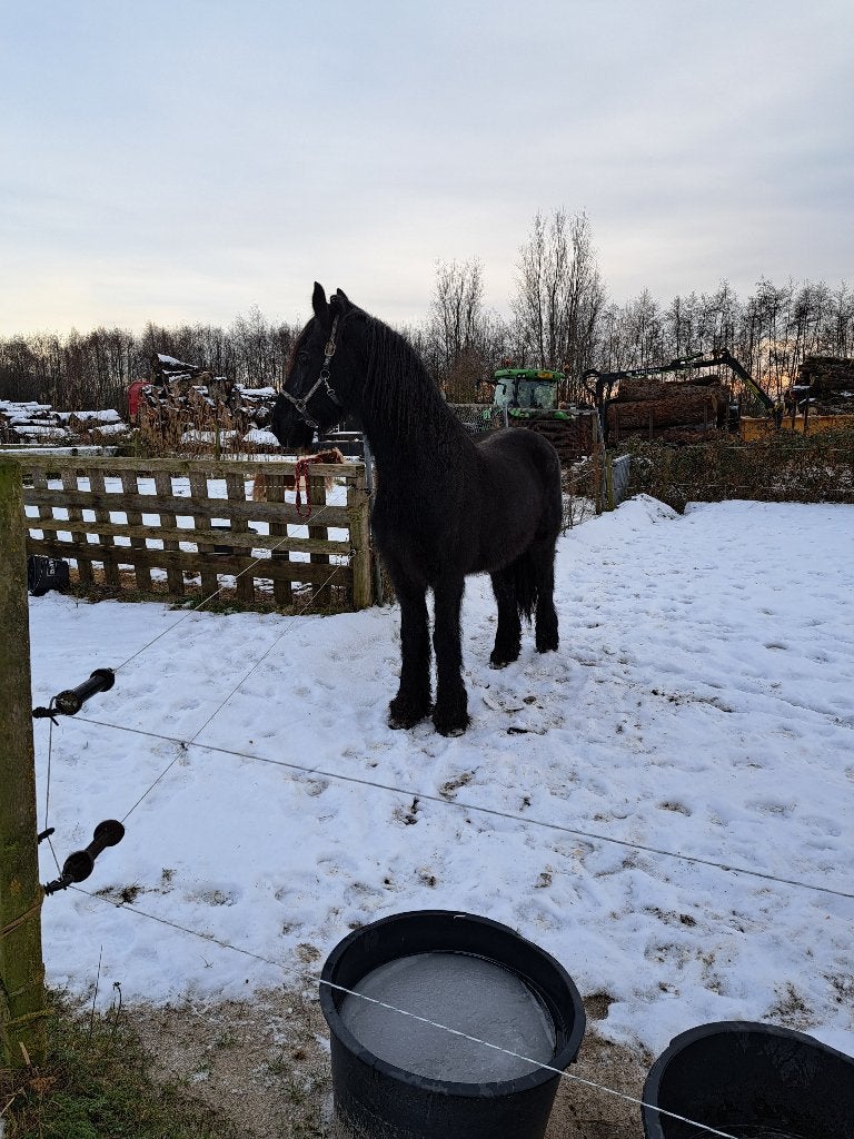 Paarden en vrijwilligers, Overige uren, Overige niveaus, Starter, Overige vormen