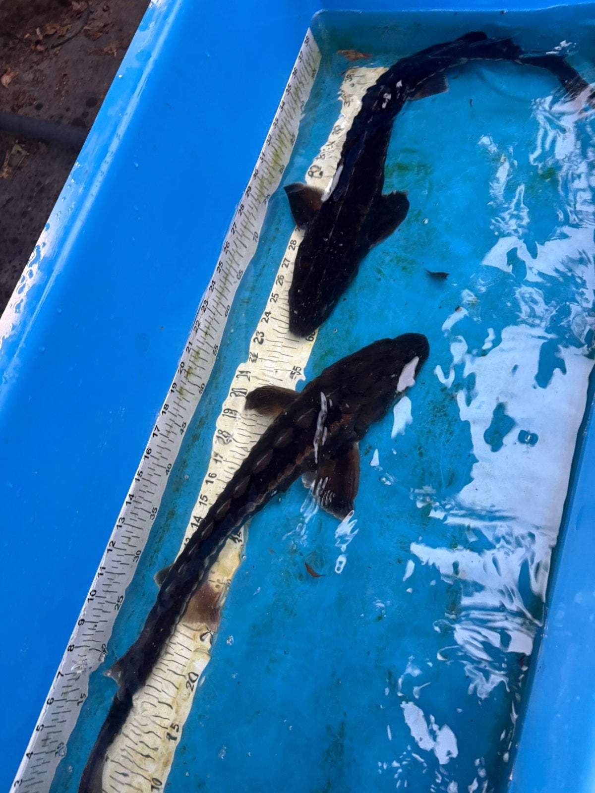 2 steuren 65 cm, Dieren en Toebehoren, Vissen | Vijvervissen