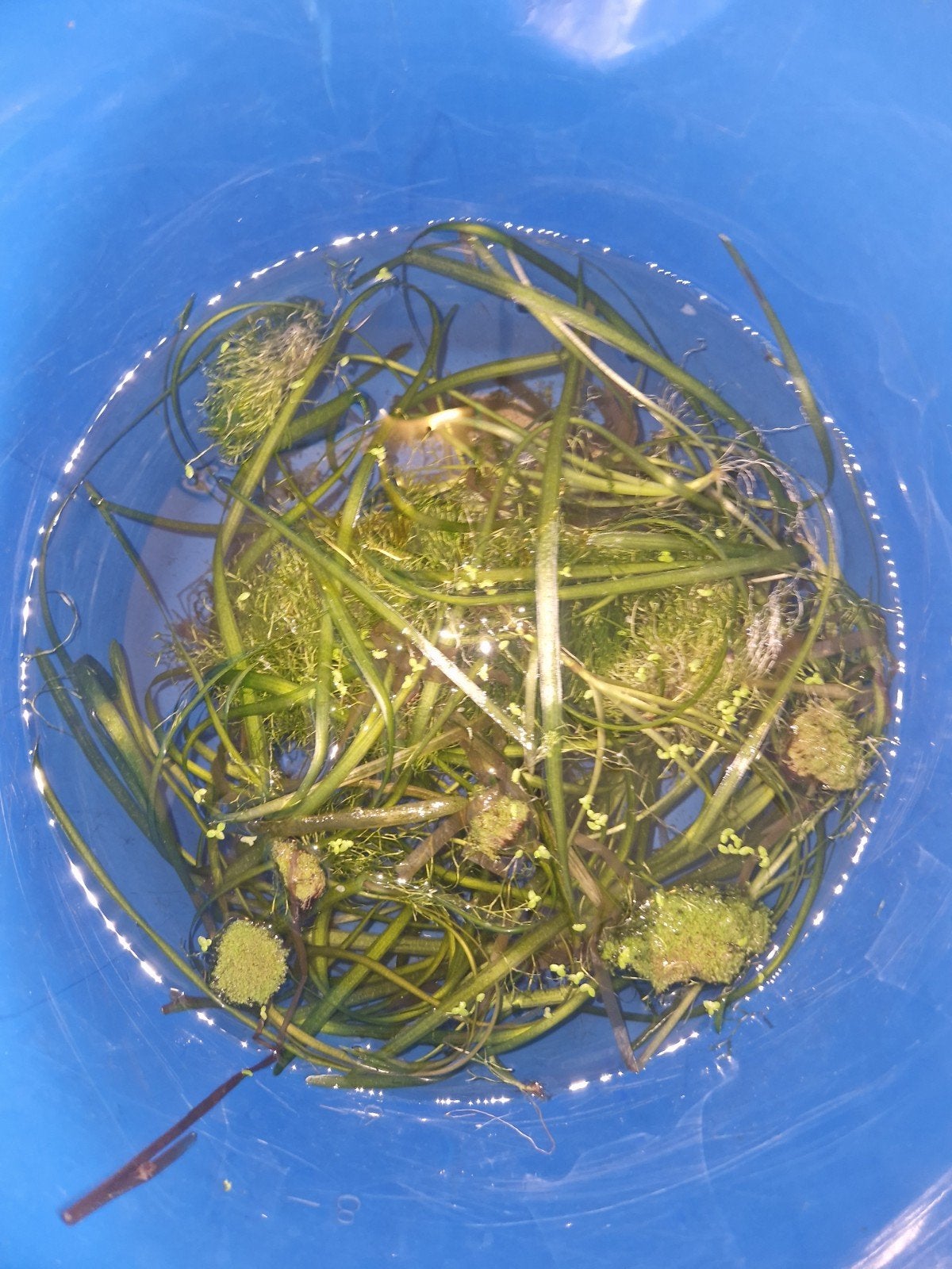 emmertje waterplanten 1, Dieren en Toebehoren, Vis