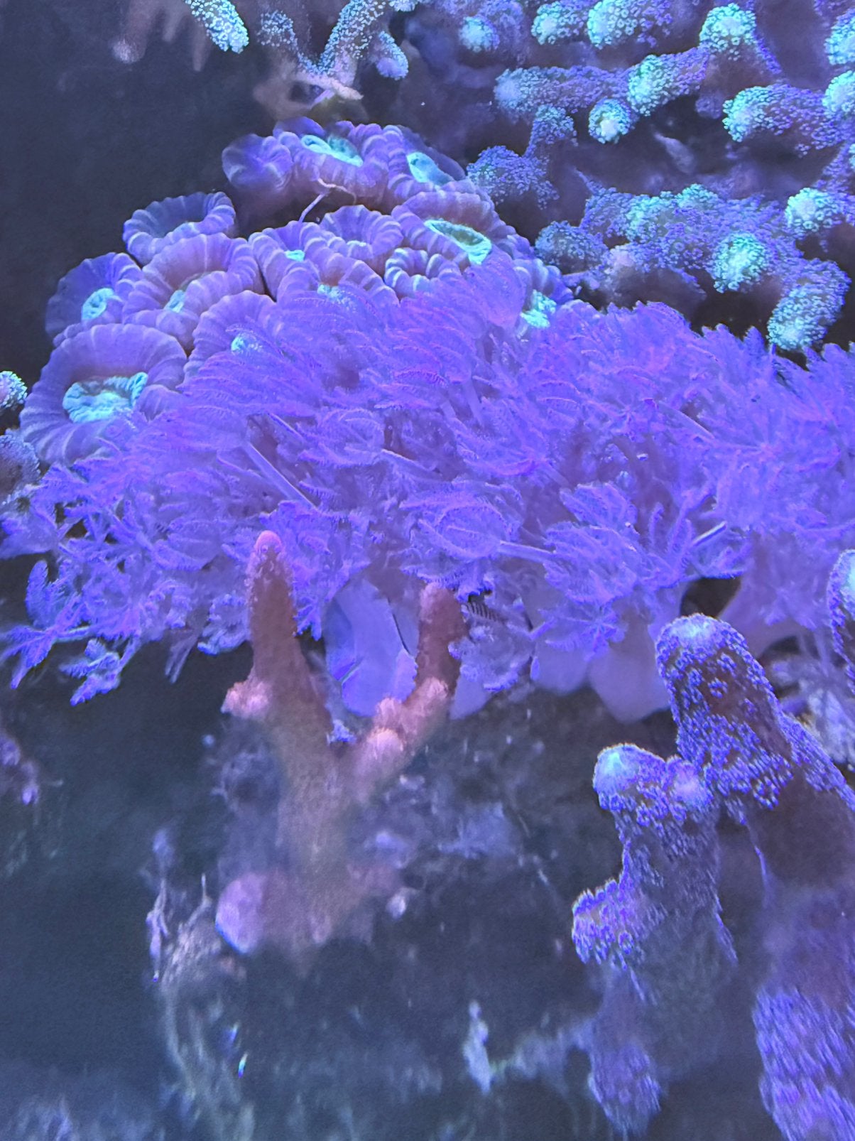 Pompend Xenia. Koraal stekjes zee aquarium, Ophalen, Nieuw, Gevuld zeewateraquarium