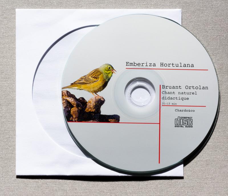 Ortolan Zang, Meerdere dieren, Wildzangvogel, Geringd