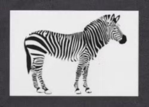 Kaart Zebra Wilde Dieren Afrika Zwart Wit., Ophalen of Verzenden, 1960 tot 1980, Ongelopen, Wild dier