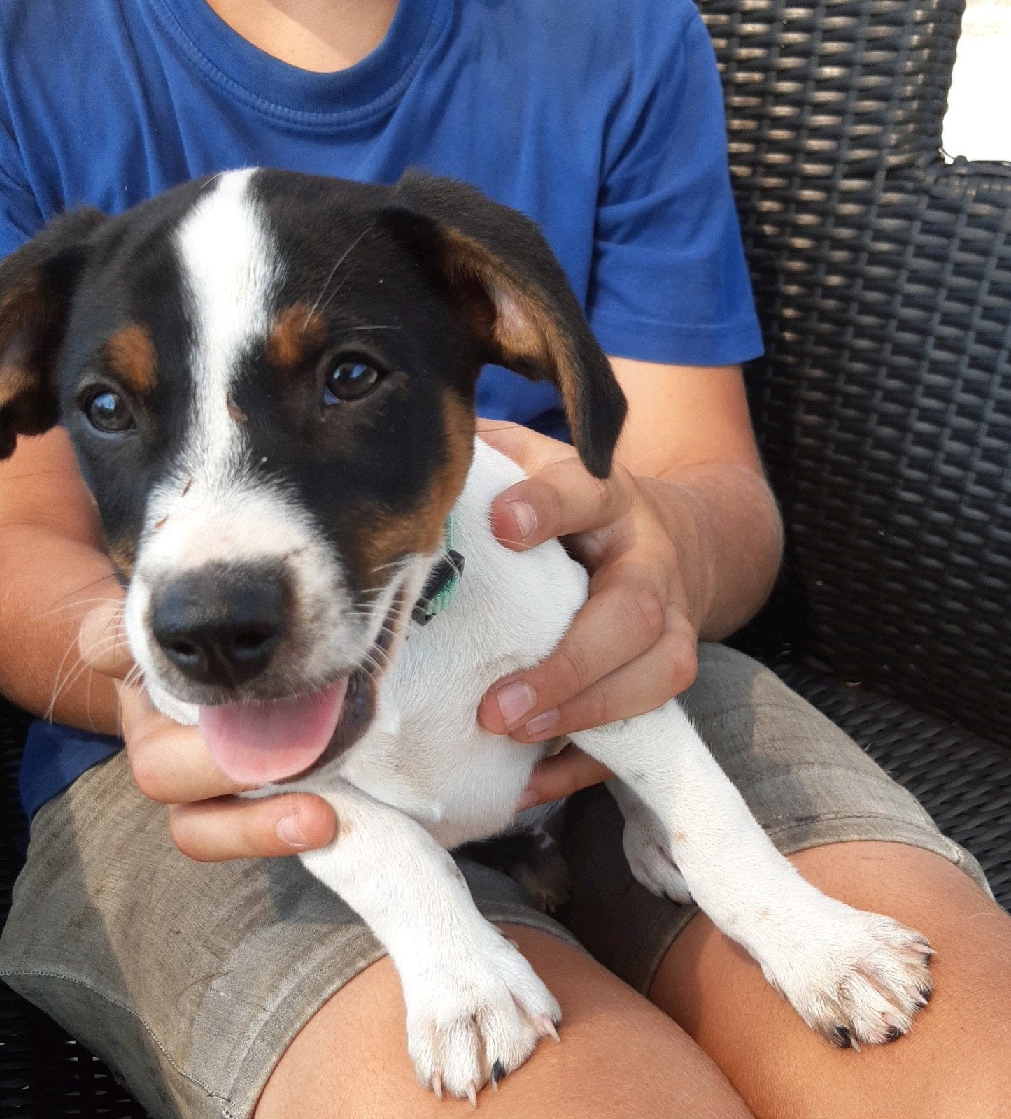 Boerenfox pup/ 1 reutje te koop, Reu, Meerdere, Klein, Nederland