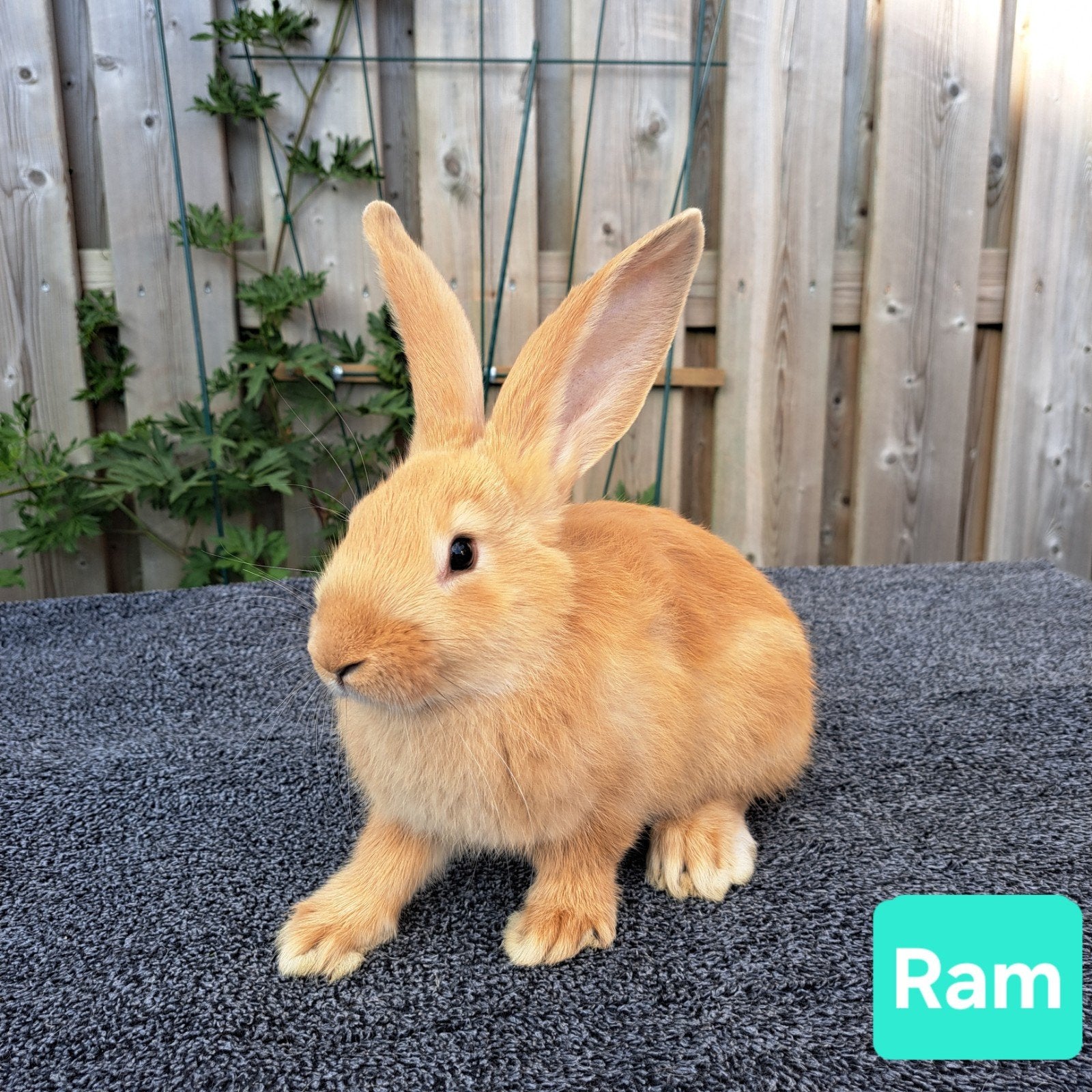 Lotharinger / Vlaamse reus, Dieren en Toebehoren, Konijnen, Meerdere dieren, Groot, 0 tot 2 jaar