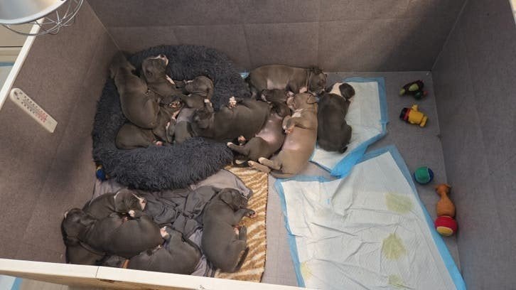 eenmalige unieke pups, Dieren en Toebehoren, 8 tot 15 weken, Bulldog, Meerdere, Meerdere dieren