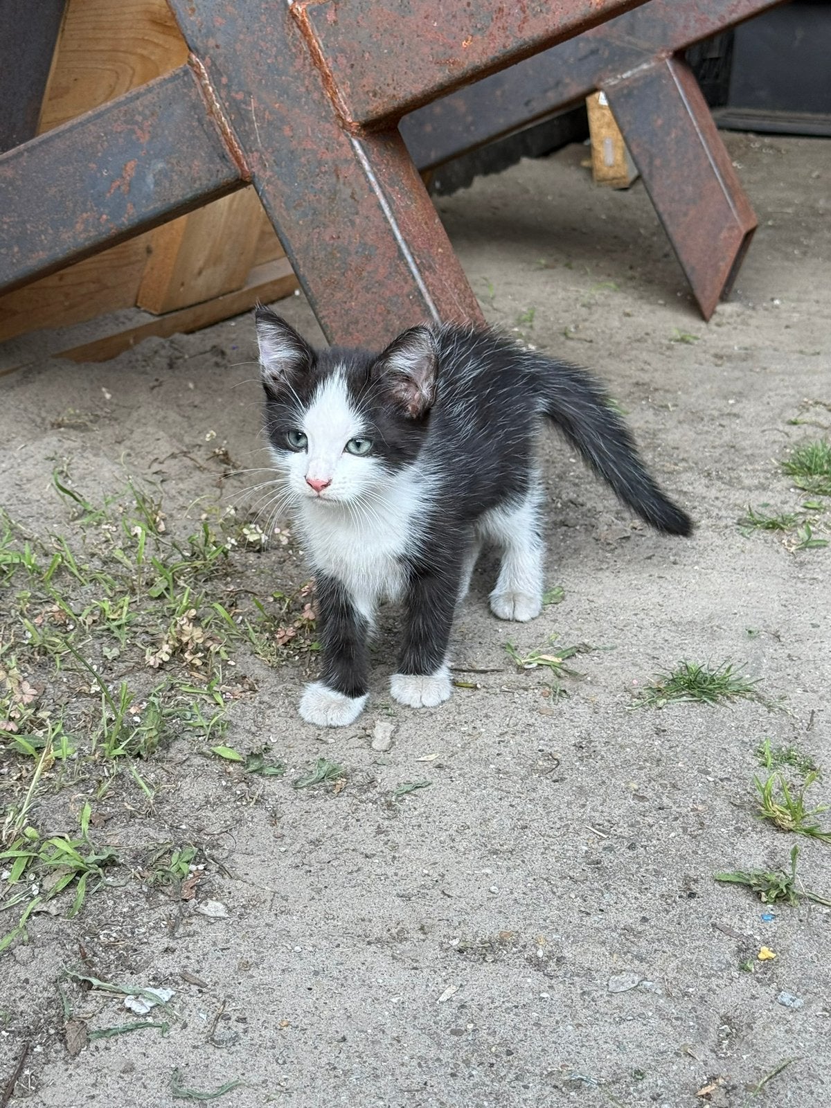 Lieve kitten zoekt een nieuw thuis, Dieren en Toebehoren, Katten en Kittens | Overige Katten, Meerdere dieren, Kortharig, 0 tot 2 jaar
