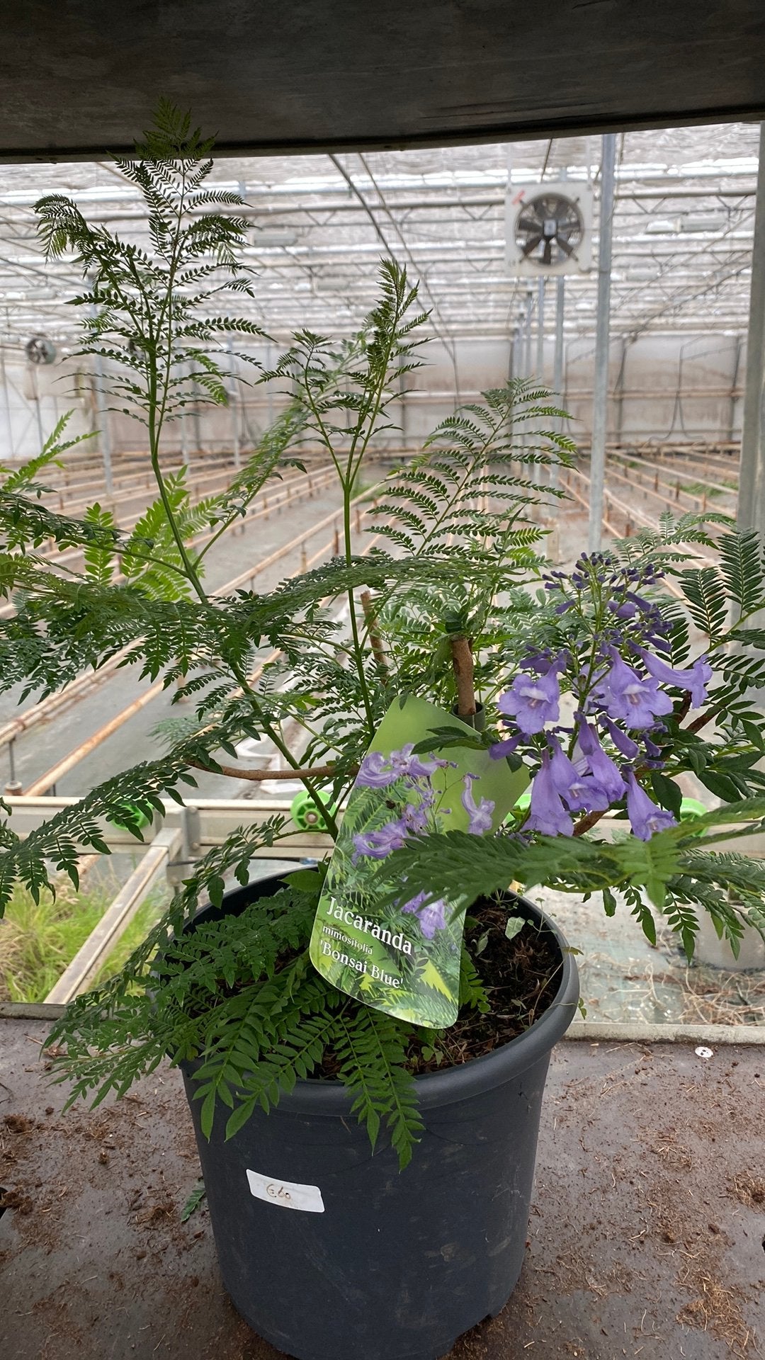 Jacaranda mimosifolia 'Bonsai Blue' - Prachtige Blauwe Bloei, Volle zon, Vaste plant, Zomer, Ophalen