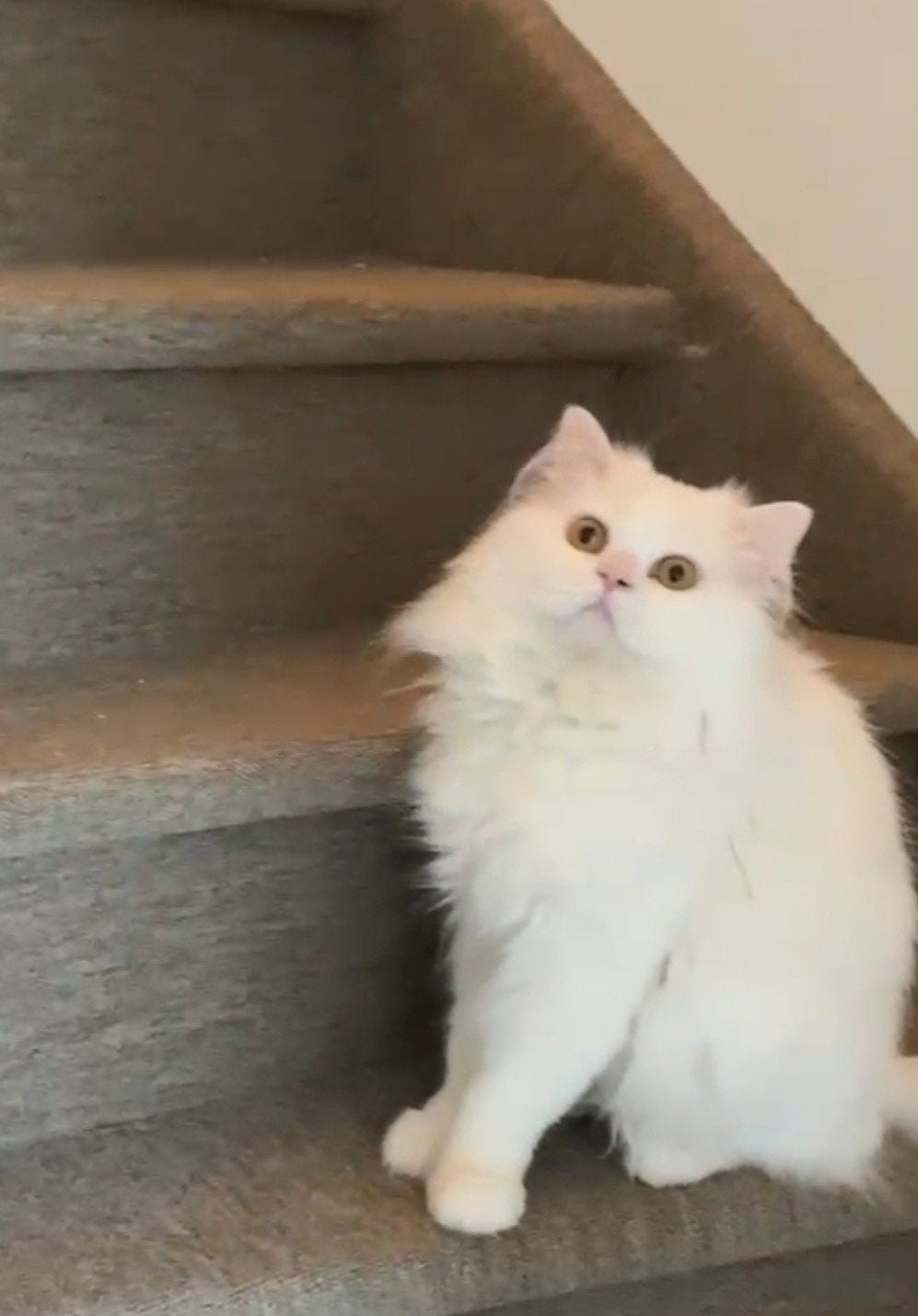 Lucky – prachtige witte Perzische kater, Dieren en Toebehoren, 0 tot 2 jaar