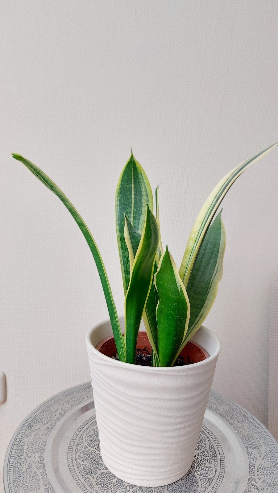 Twee prachtige sanseveria planten in één, c.a. 50 cm hoog, Huis en Inrichting, Kamerplanten, Ophalen, Halfschaduw, Minder dan 100 cm