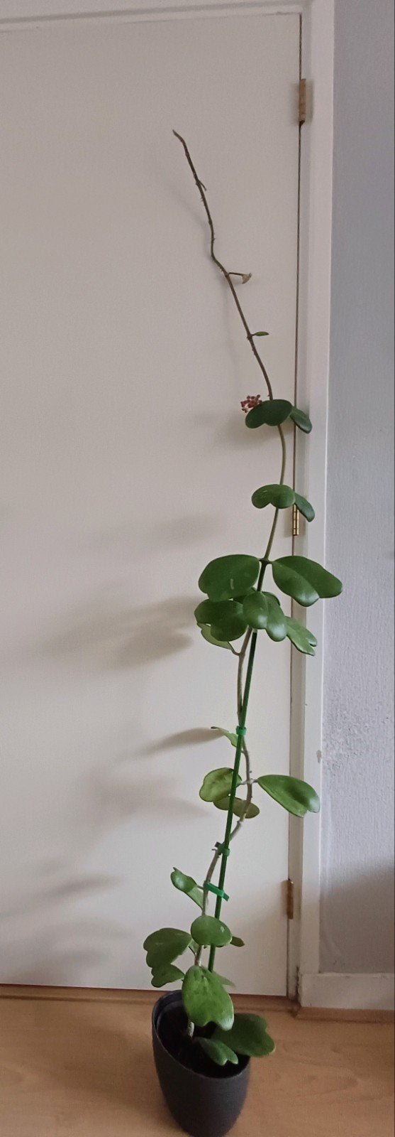 Hoya Kerrii / hartjesplant (185 cm!), Huis en Inrichting, Kamerplanten, Ophalen, Overige soorten, Halfschaduw, Bloeiende kamerplant