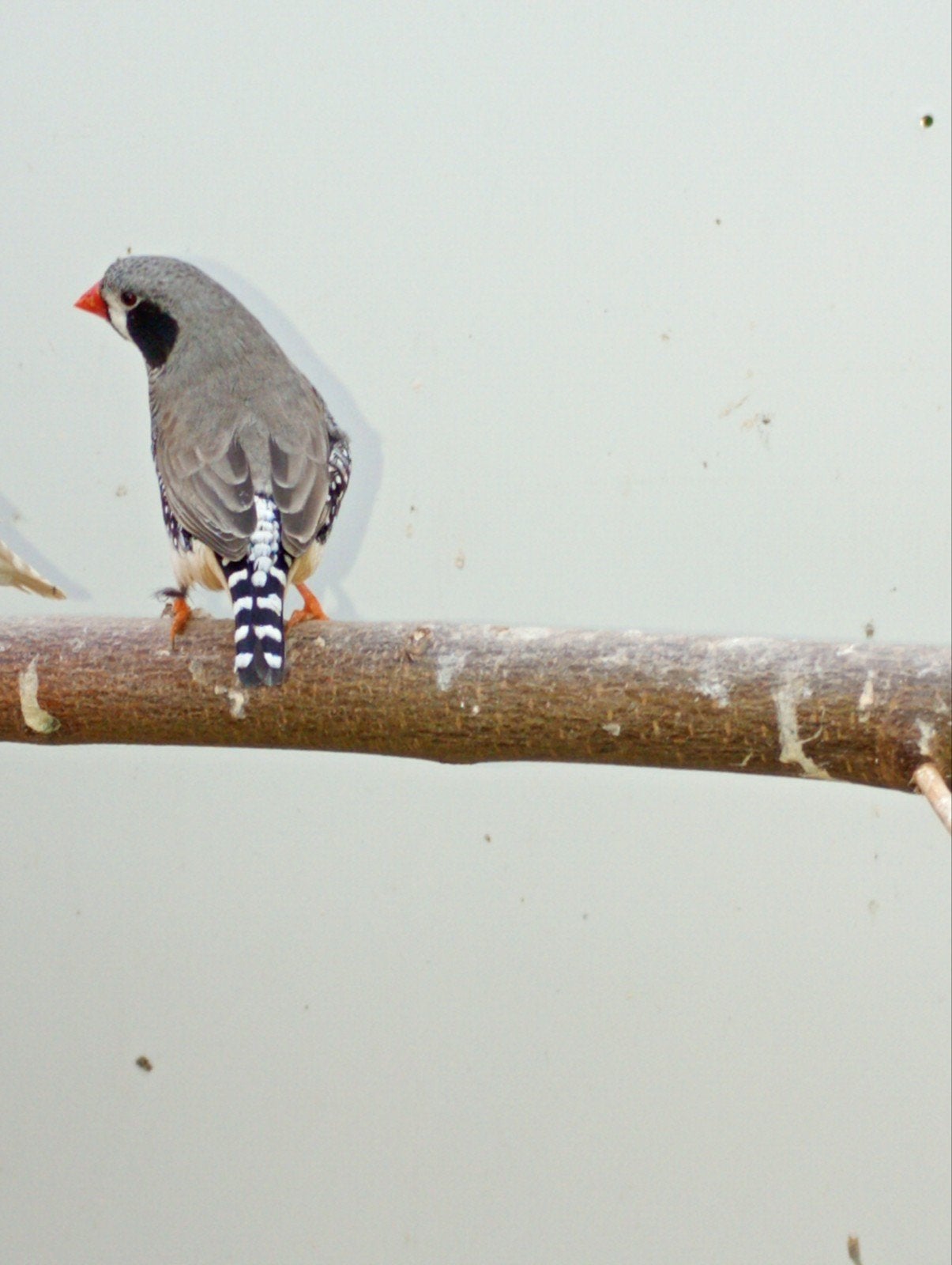 tekoop koppel zwartewang zebravinken, Dieren en Toebehoren, Vogels | Overige Vogels, Meerdere dieren