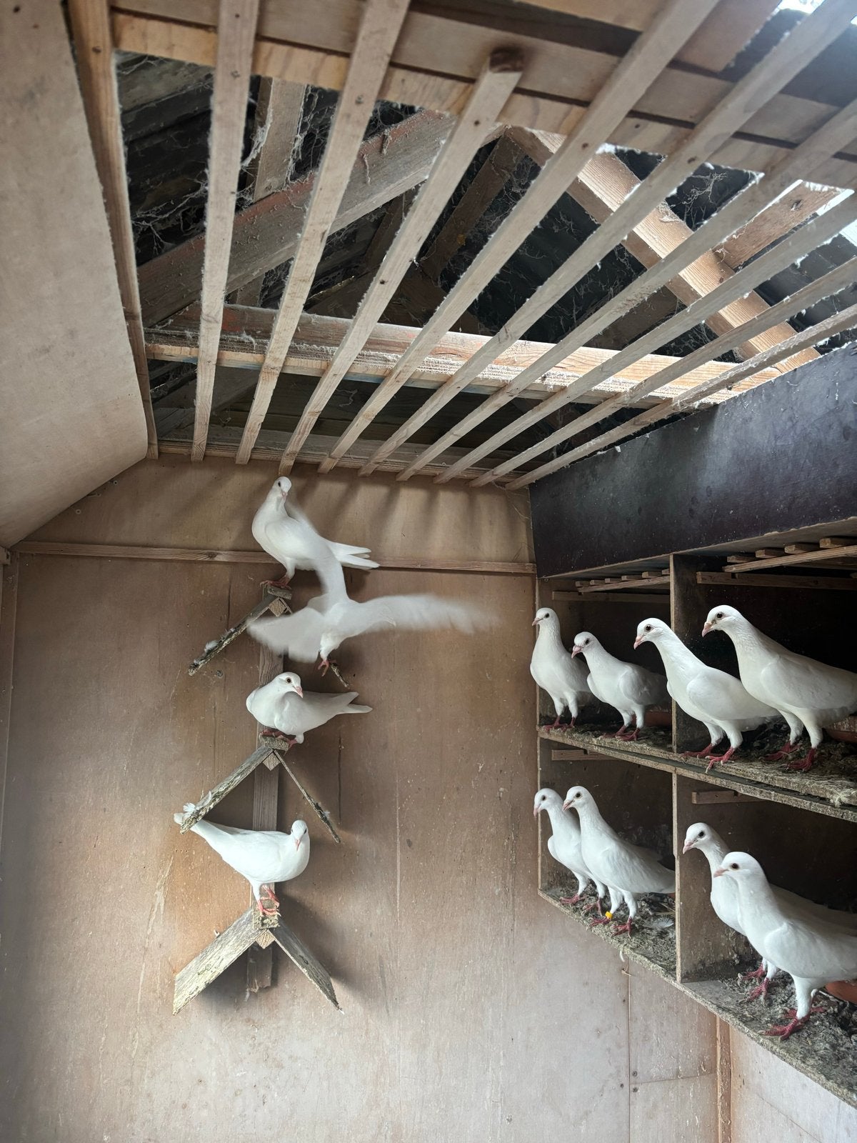Witte postduiven, Dieren en Toebehoren